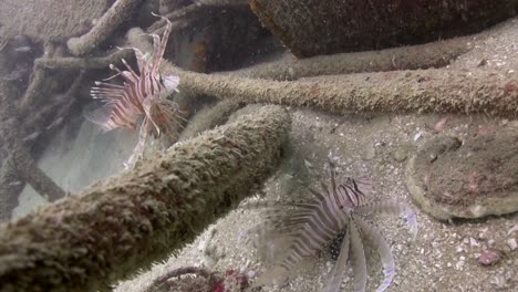 lionfish at junkyard 13