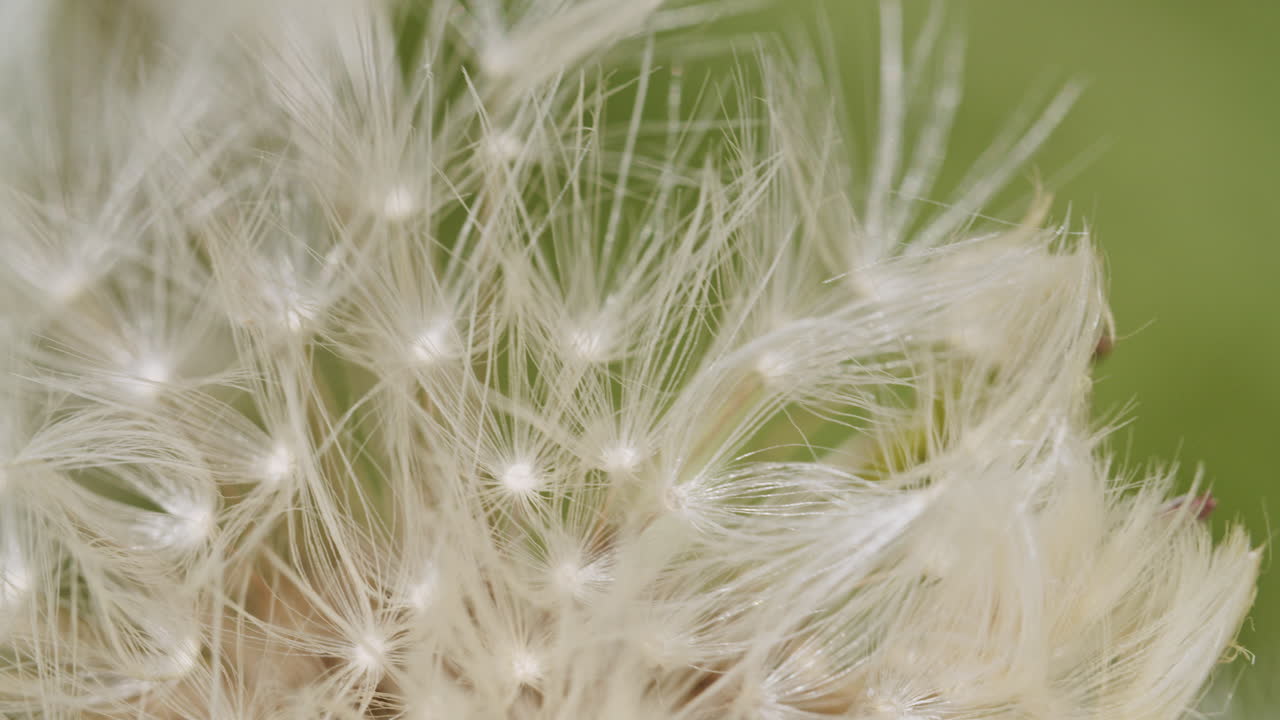 fotografía macro de una flor de diente de león en un campo