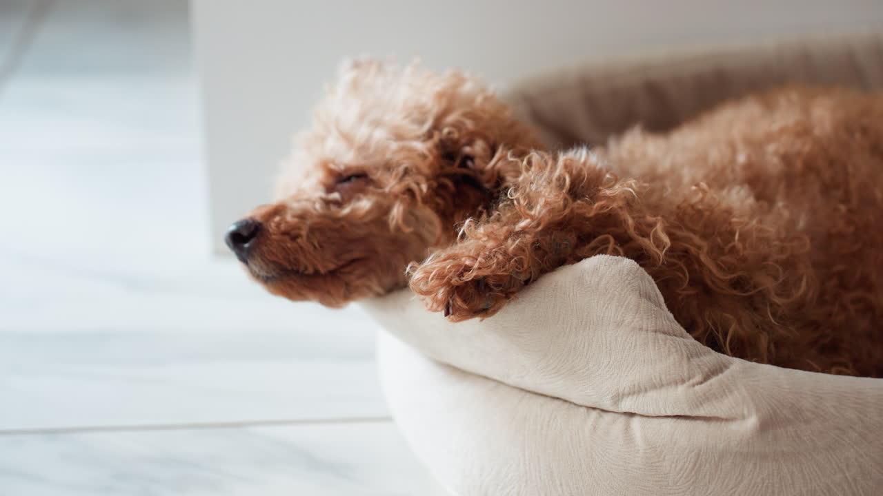 Fluffy brown puppy resting calmly in soft pet bed with contemplative expression, head gently perched on edge, surrounded by warm natural light and cozy home interior
