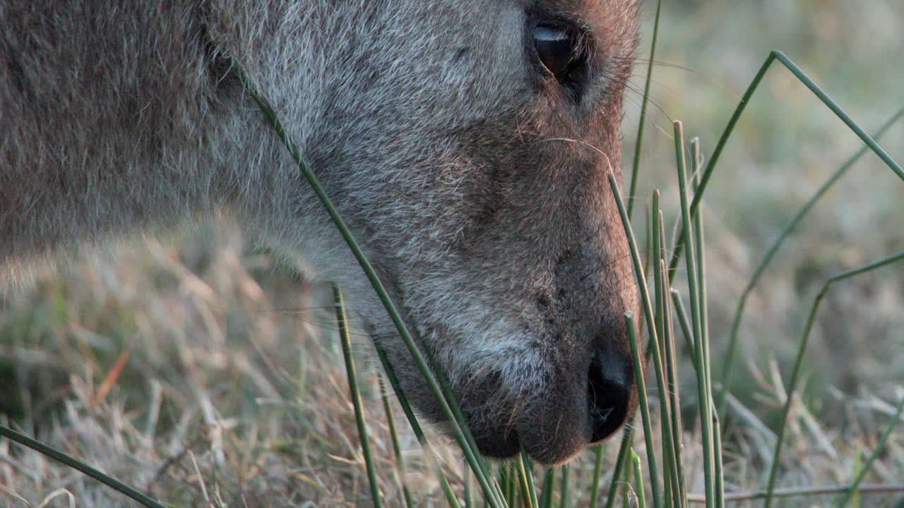 Close-up side view of an eastern grey kangaroo eating grass in a natural field, soft natural lighting, steady camera, tranquil atmosphere