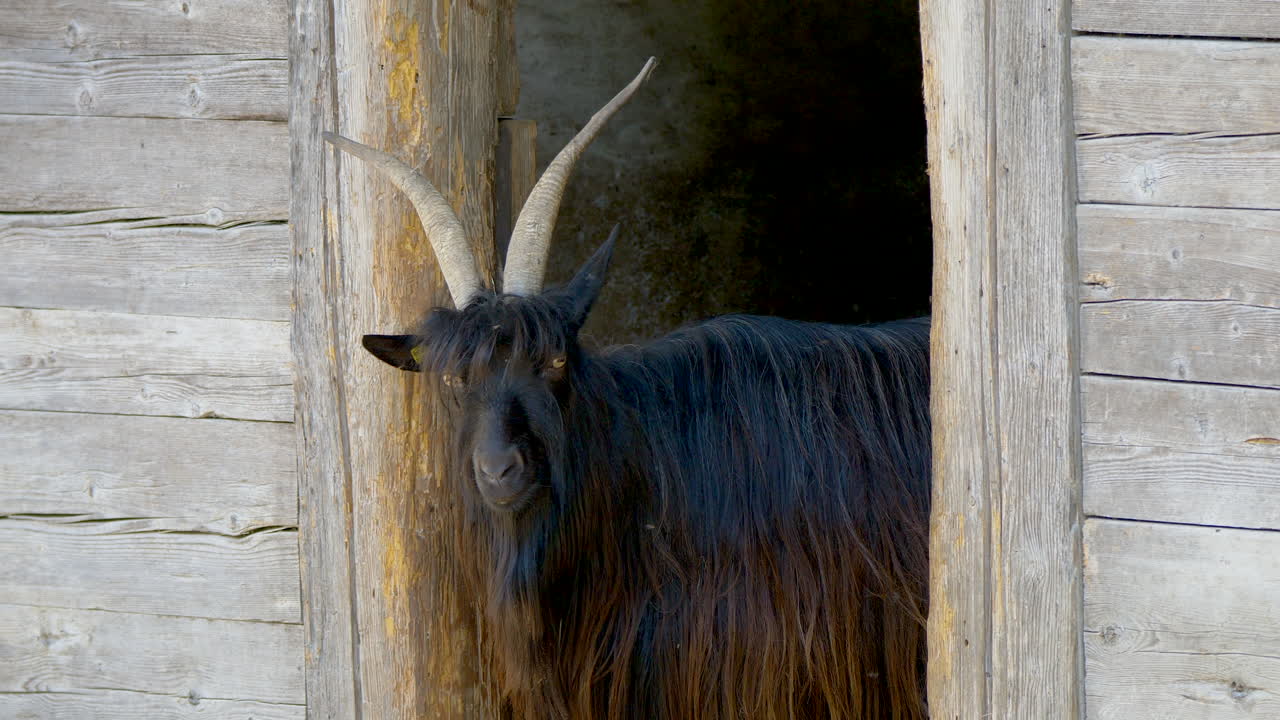 cabra suiza negra con cuernos de pie en la entrada del granero de madera y mirando a la cámara - cerca de la especie verzasca