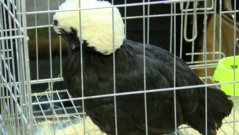 cabeza blanca holandesa en una jaula de pollo