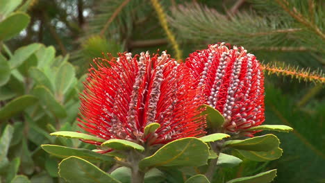 die banksia-blume blüht in australien