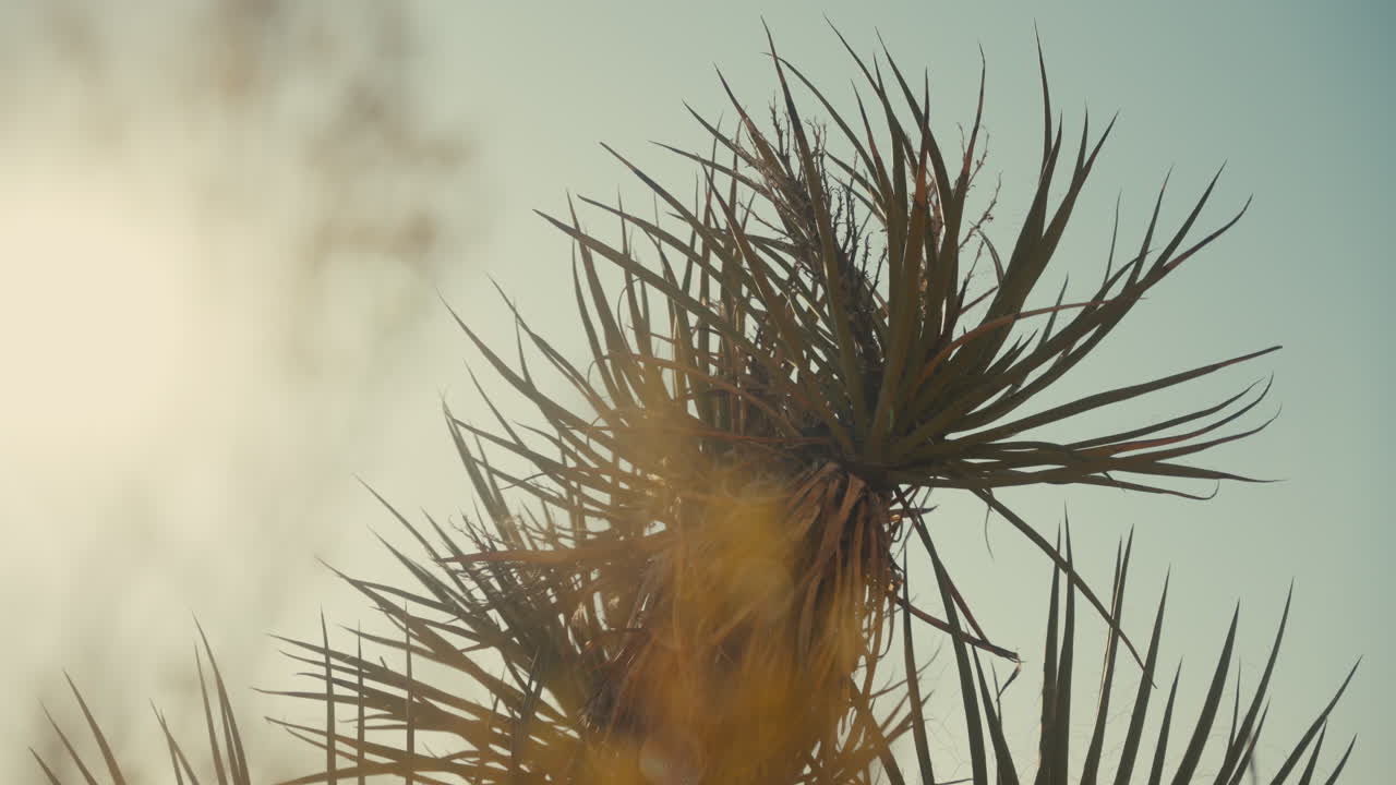 Pianta del deserto al sole