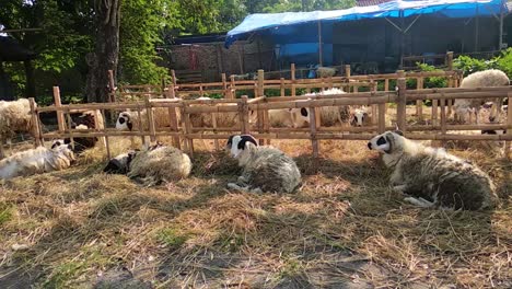 Ziegenverkäufer-Beginnen-Vor-Dem-Eid-Al-Adha-Mit-Dem-Verkauf-Ihrer-Ziegen