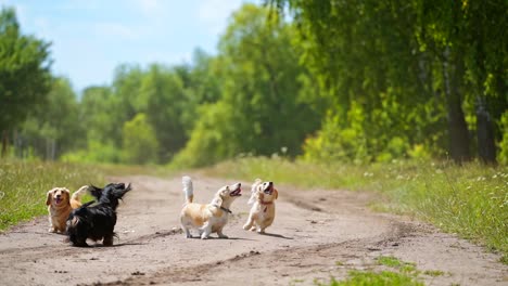 dogs playing with drone. dogs jumping trying to catch flying drone