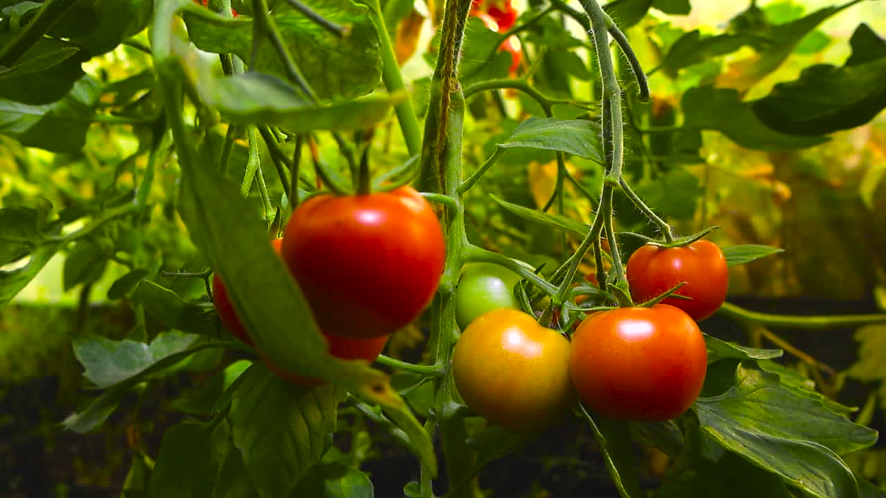 Close up view of fresh red, yellow and raw green tomatoes haning on a brach at a greenhouse in the countryside or home garden during a sunny summer day. Fresh and ready to pick and eat