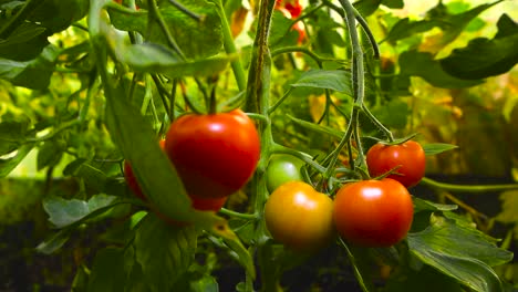 close up view of fresh red, yellow and raw green tomatoes haning on a brach at a greenhouse in the countryside or home garden during a sunny summer day. fresh and ready to pick and eat