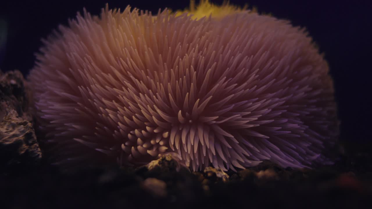 dahlia anémona de aguas profundas liponema multicornis coral adherido a la roca en el lecho marino en numazu, japón