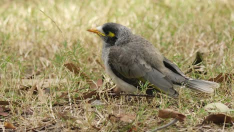 noisy miner chick sits on the ground crying for food