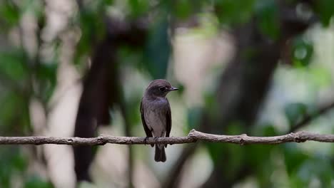 The-Asian-Brown-Flycatcher-is-a-small-passerine-bird-breeding-in-Japan,-Himalayas,-and-Siberia