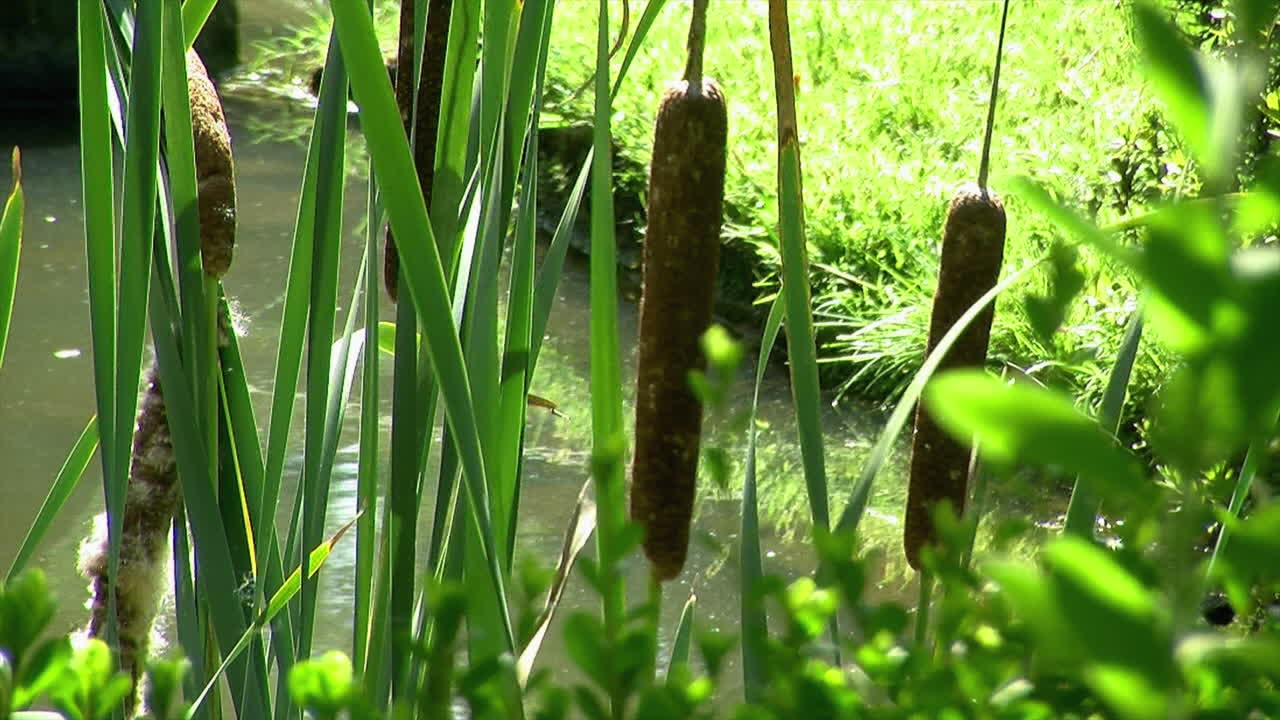 연못 가장자리에서 자라는 부들 식물