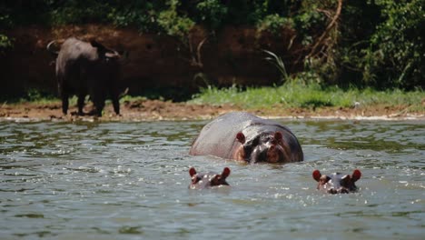 hipopótamos no rio - animal africano mais perigoso