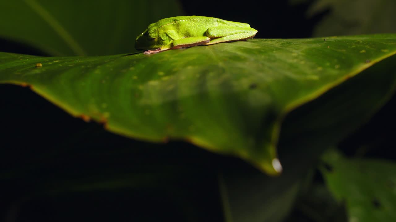 A vibrant green tree frog from the Hylidae family sits motionless on a rainforest leaf in Peru.