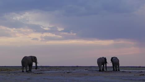 elefantes africanos de pie junto a un abrevadero en un día lluvioso - ancho