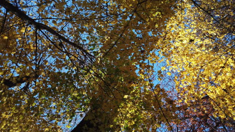 wide circular moving shot, looking vertically upwards through the fall tree canopy to a blue sky