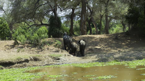 Three-African-elephants-climbing-a-small-hill-next-to-a-pond-partly-covered-with-aquatic-plants