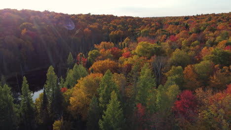 An-establishing-aerial-shot-with-the-golden-morning-sun-rays-creating-a-lens-flare-as-the-drone-passes-over-the-beautiful-treetops-of-an-autumn-woodlands-forest