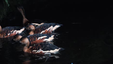 close up shot of black-faced whistling duck on the pond - dendrocygna viduata