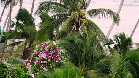 ocean coastline covered in palm trees with blooming flowers, static view