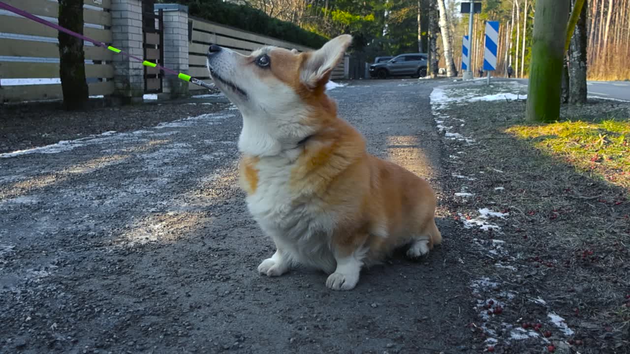 Gorgeous fluffy white and brown colored Corgi pet dog sitting on a street asphalt sidewalk covered with small pebbles and muddy green and brown ground on the side while the dog watches up, on a leash.