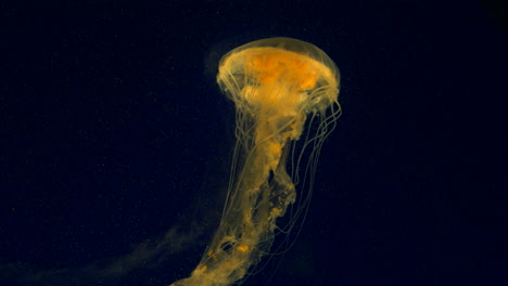 a yellow jellyfish swims in slow motion