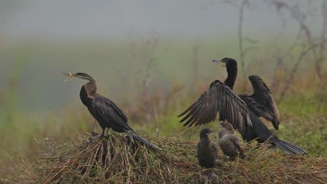 Pájaro-Serpiente,-Cormorán-Grande-Y-Cormoranes-Pequeños-Descansando-En-La-Mañana