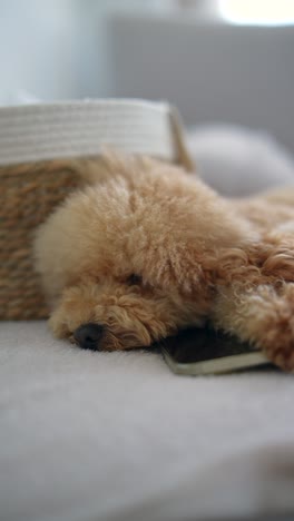 sleepy poodle on a sofa