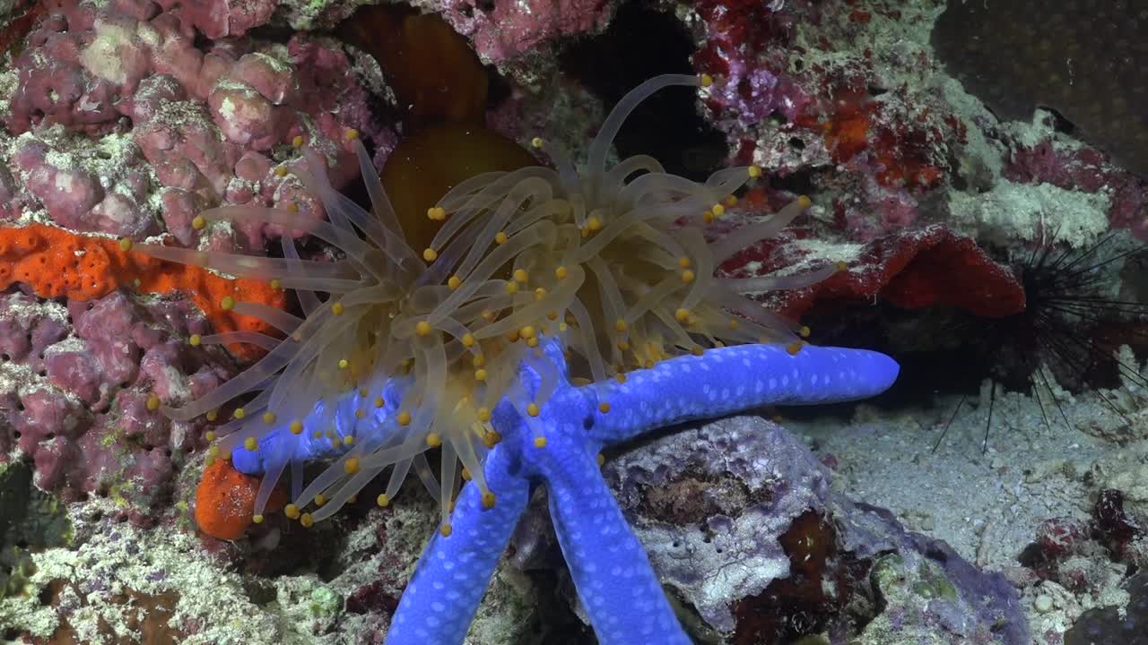 anémona de mar naranja atrapando estrellas de mar azules para alimentarse durante la noche en arrecifes de coral tropicales