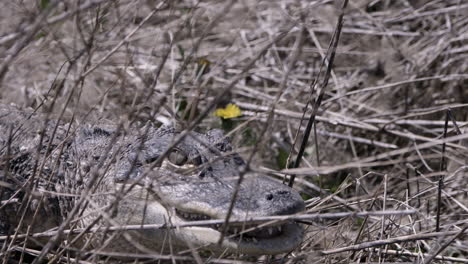 Unheilvoller-Alligator,-Der-Durch-Das-Unterholz-Schleicht