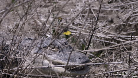 ominous alligator stalking through brush