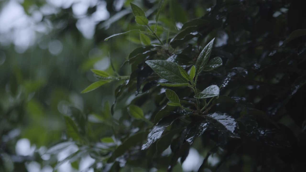 Dark rainy weather in garden, closeup on bush leaves