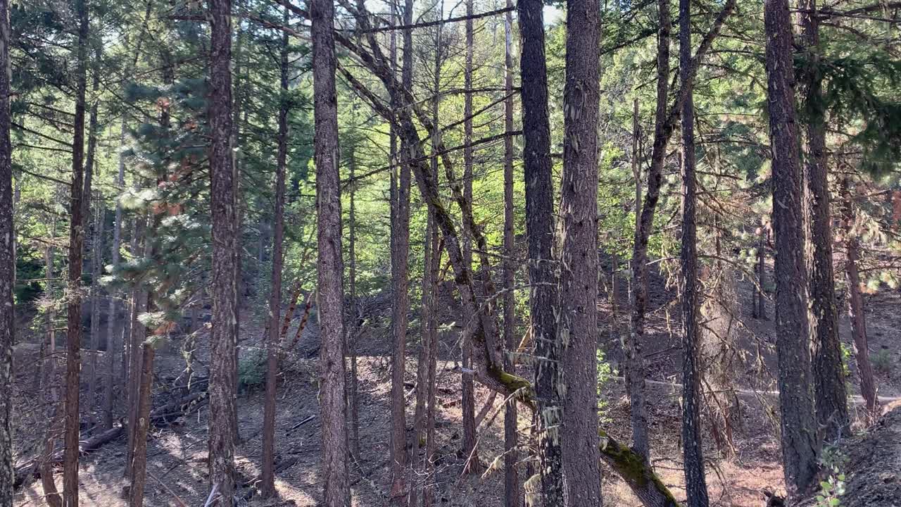 Ciclista di mountain bike che passa su una strada sterrata dietro diversi alberi in lontananza