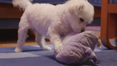 perro bichon jugando con un gato púrpura