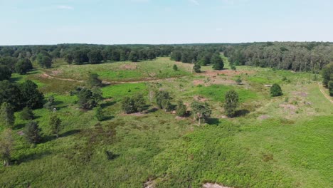 Aerial-view-over-sunny-heathland-in-De-Meinweg,-Netherland