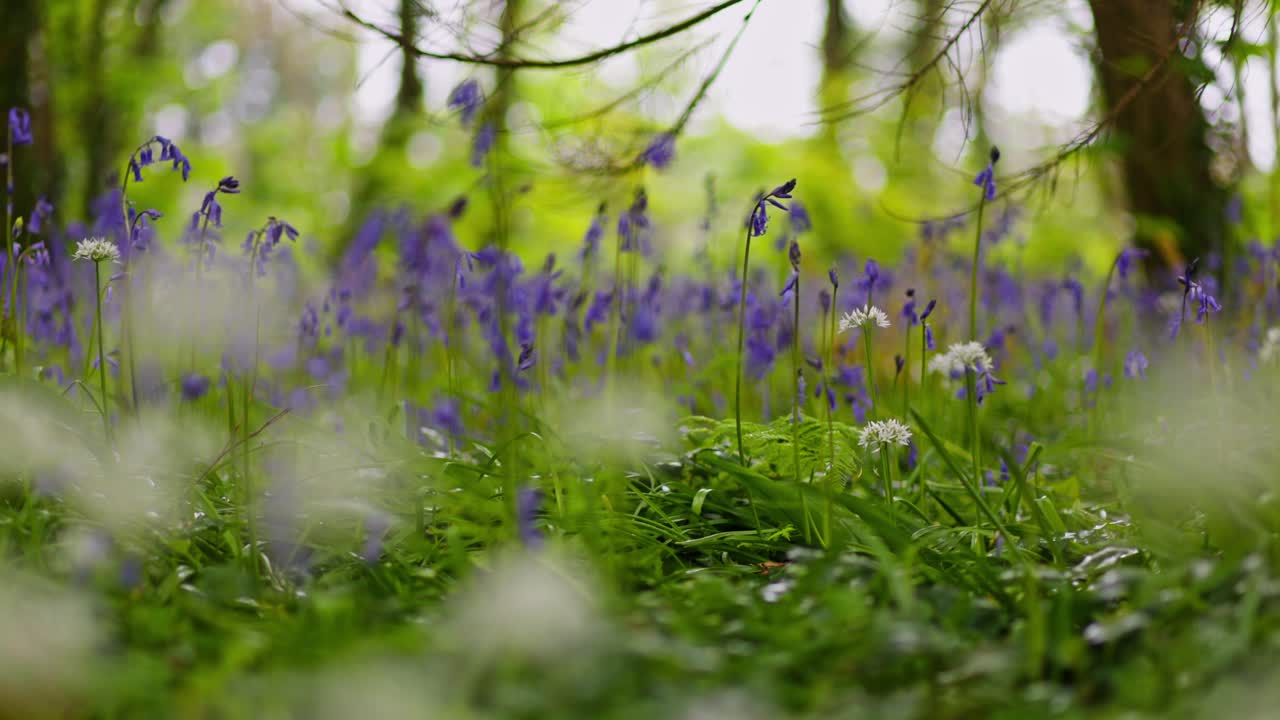 Beautiful Bluebells in a Forest
