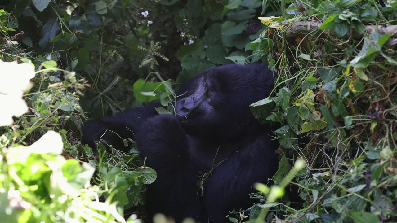 Una grande gorilla femmina mangia tranquillamente viti e foglie nella Foresta Impenetrabile di Bwindi, Uganda