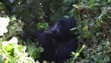 una gran gorila hembra comiendo vides y hojas con calma en el impenetrable bosque de bwindi, uganda