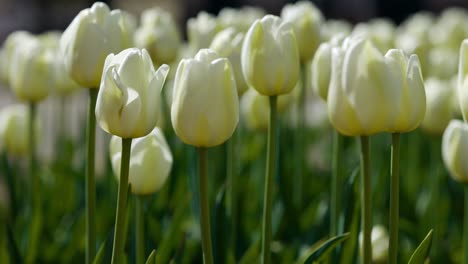 beautiful tulips in holland, michigan dutch village