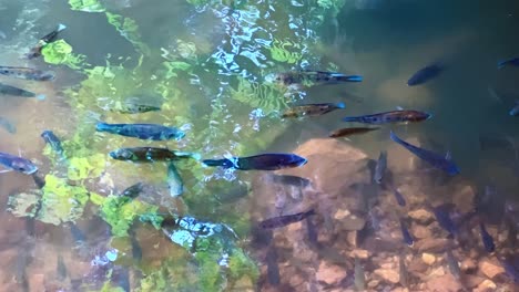 fishes on the lake garden of gua kek look tong in ipoh, perak, malaysia