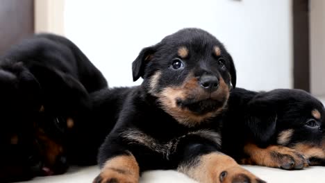 perro de perro de perro