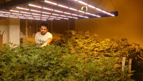 a room filled with indoor cannabis plants under bright led lights