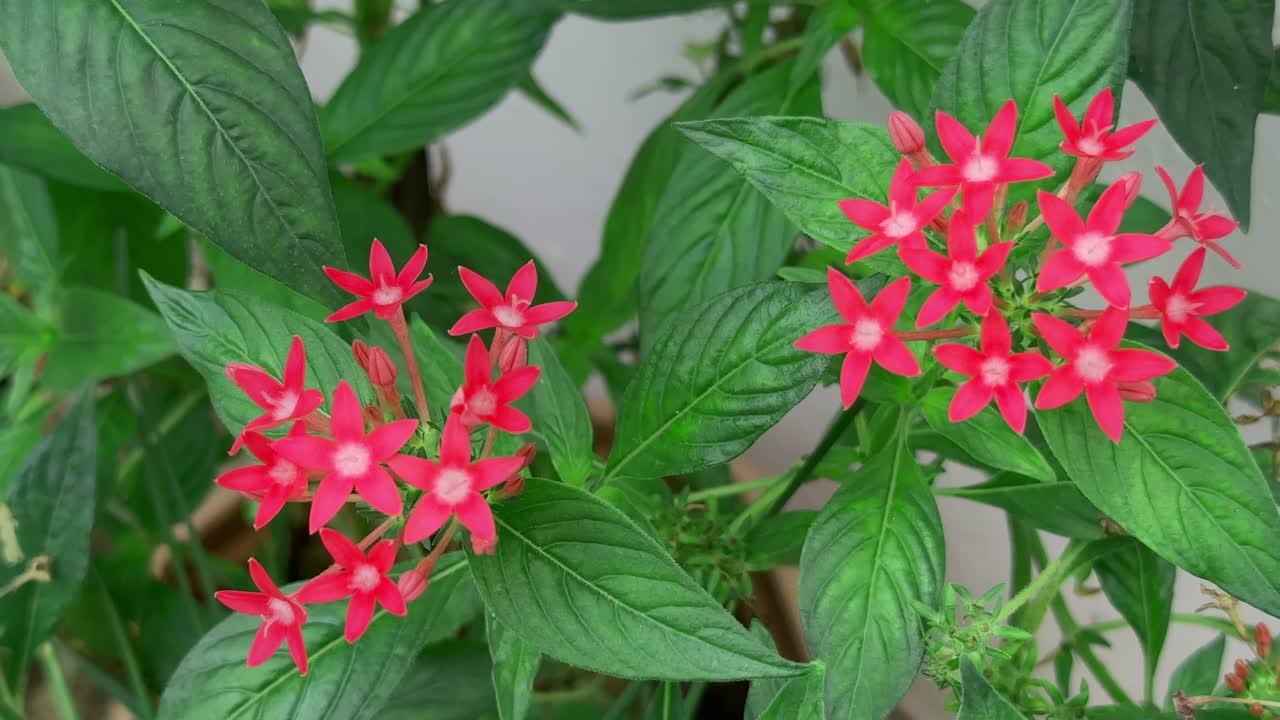 Closeup of Pentas lanceolata flower sways gently in the wind