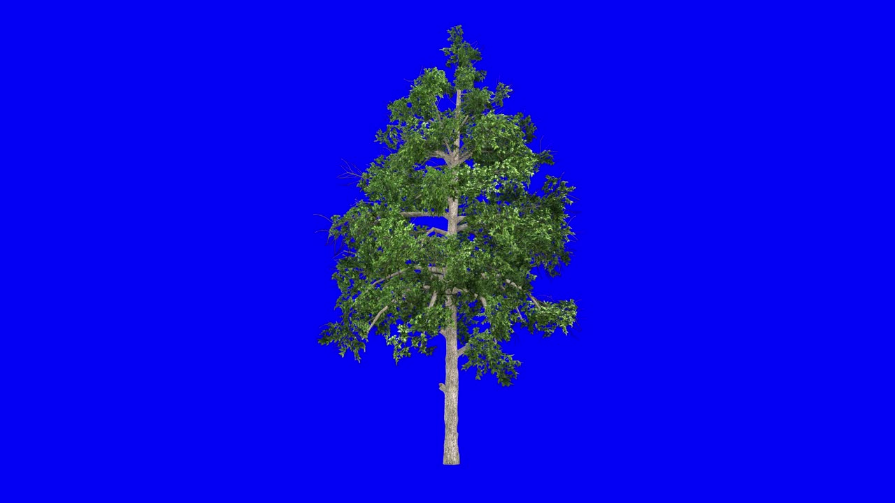 3D black gum tree with wind effect on blue screen 3D animation