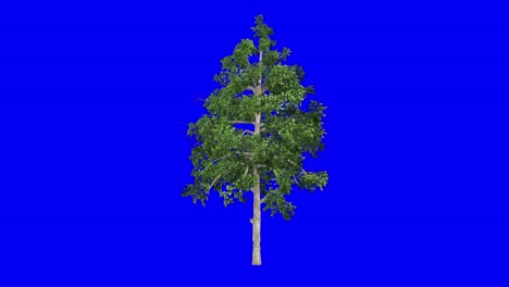 Árbol-De-Goma-Negra-3d-Con-Efecto-De-Viento-En-Animación-3d-De-Pantalla-Azul