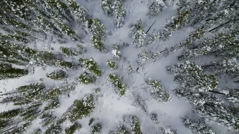 Fly-over-frozen-trees,-calm-peaceful-serene-nature