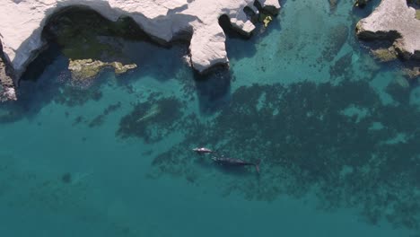 aerial view above whales diving shallow, blue water at and cliffs of peninsula valdes in patagonia - golfo nuevo - tilt down, drone shot