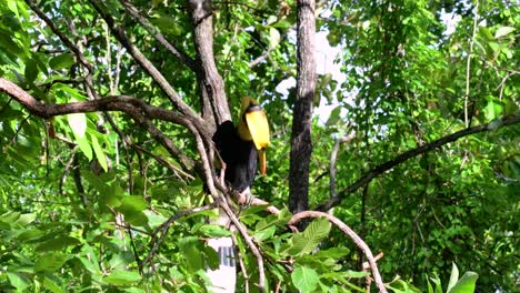 El-Gran-Cálao-Es-Un-Pájaro-Grande-Con-Un-Enorme-Pico-Amarillo-Parecido-A-Un-Cuerno-Que-Se-Usa-Para-Recolectar-Frutas-Y-Otros-Alimentos-En-La-Jungla