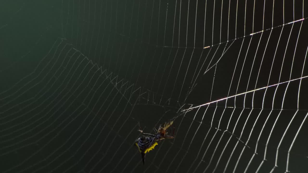 A black and yellow spider spins its web by connecting threads from the outer edge of the web toward the center of the web, close up following shot