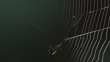 a black and yellow spider spins its web by connecting threads from the outer edge of the web toward the center of the web, close up following shot